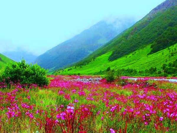 Valley of Flowers is re-opened