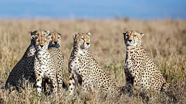 African Cheetahs from Namibia are coming to India